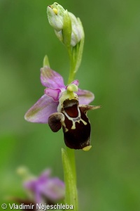 Ophrys holoserica subsp. holubyana – tořič čmelákovitý Holubyho