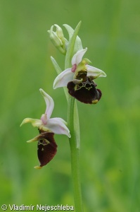 Ophrys holoserica – tořič čmelákovitý