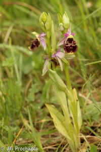 Ophrys holoserica subsp. holubyana – tořič čmelákovitý Holubyho