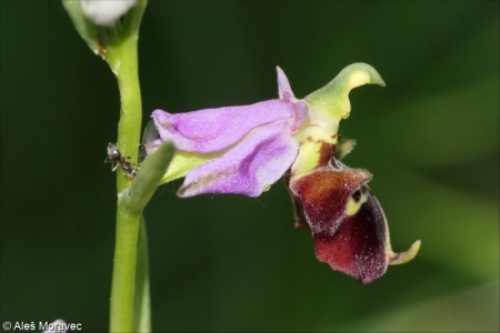 Ophrys holoserica – tořič čmelákovitý