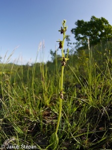 Ophrys insectifera – tořič hmyzonosný