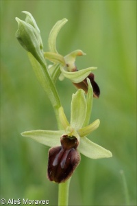 Ophrys sphegodes – tořič pavoukonosný