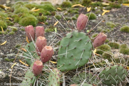 Opuntia phaeacantha – opuncie hnědoostná