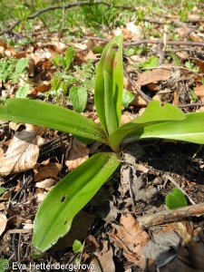 Orchis mascula – vstavač mužský