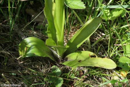 Orchis mascula subsp. speciosa – vstavač mužský znamenaný