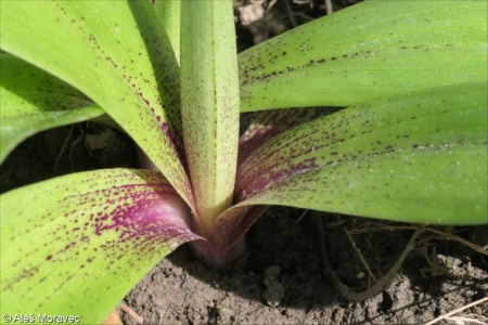 Orchis mascula – vstavač mužský