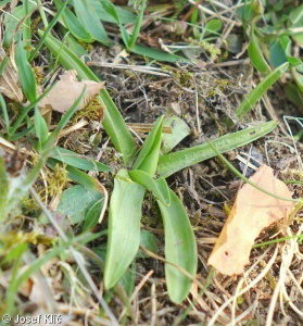 Anacamptis morio subsp. morio – vstavač kukačka pravý