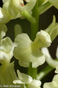 Orchis pallens – vstavač bledý