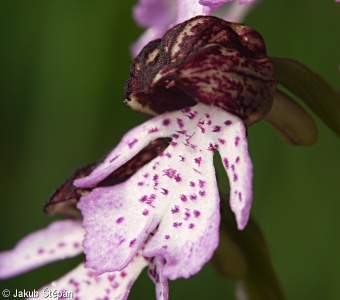 Orchis purpurea – vstavač nachový