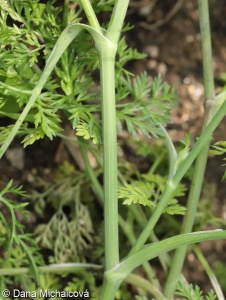 Orlaya grandiflora – paprska velkokvětá