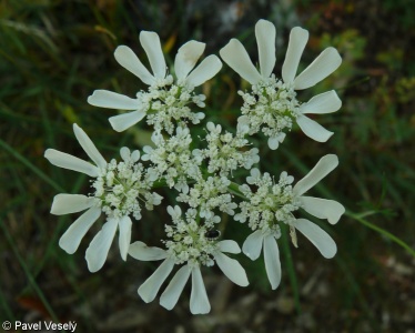 Orlaya grandiflora – paprska velkokvětá
