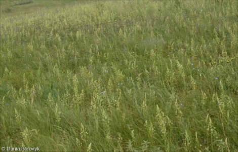 Ornithogalum pyrenaicum