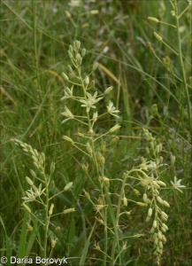 Ornithogalum pyrenaicum – snědek pyrenejský