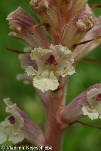Orobanche alba subsp. major – záraza bílá šalvějová
