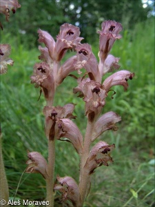 Orobanche caryophyllacea – záraza hřebíčková