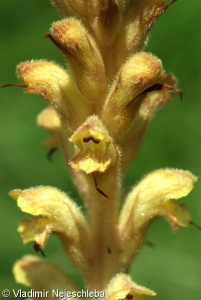 Orobanche caryophyllacea – záraza hřebíčková