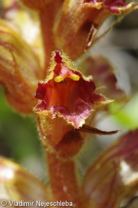 Orobanche gracilis – záraza štíhlá