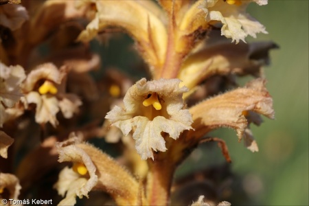 Orobanche lutea – záraza žlutá