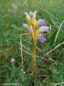 Phelipanche purpurea s. l. – mordovka nachová s. l.