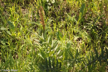 Orobanche reticulata – záraza síťnatá