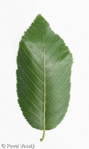 Ostrya carpinifolia – habrovec habrolistý