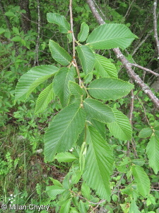 Ostrya carpinifolia – habrovec habrolistý