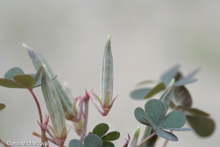 Oxalis corniculata – šťavel růžkatý