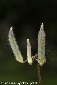 Oxalis corniculata var. repens – šťavel růžkatý plazivý