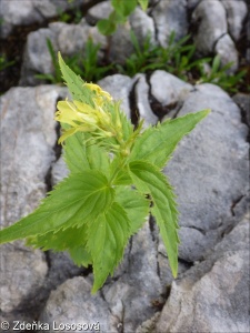 Paederota lutea