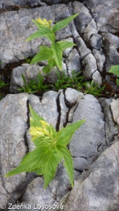 Paederota lutea