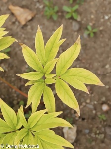 Paeonia anomala