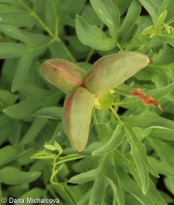 Paeonia officinalis – pivoňka lékařská