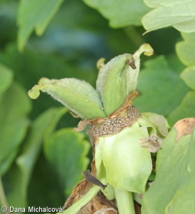 Paeonia suffruticosa – pivoňka keřovitá