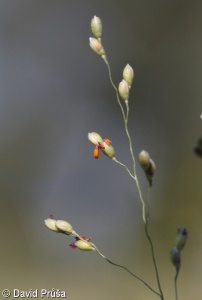 Panicum schinzii – proso