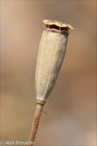 Papaver dubium subsp. confine