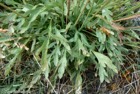 Papaver croceum – mák šarlatový