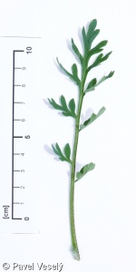 Papaver maculosum subsp. austromoravicum – mák bělokvětý jihomoravský