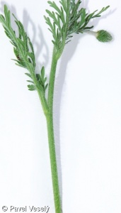 Papaver maculosum subsp. austromoravicum – mák bělokvětý jihomoravský