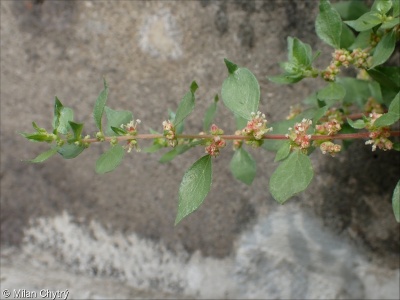 Parietaria judaica &ndash; drnavec palestinský