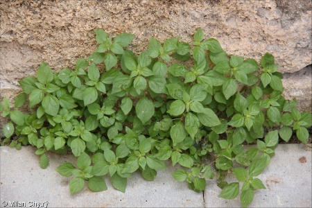 Parietaria judaica &ndash; drnavec palestinský