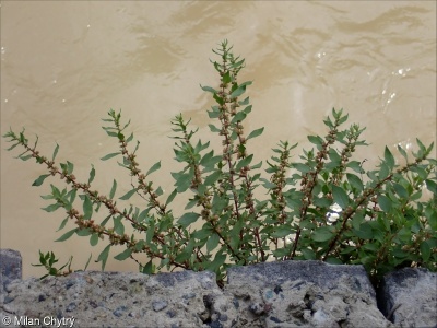 Parietaria judaica &ndash; drnavec palestinský