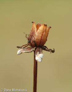 Parnassia palustris – tolije bahenní