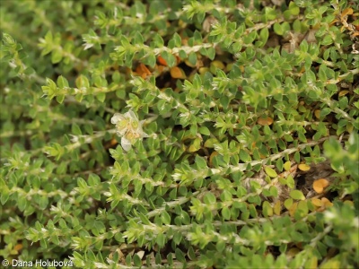 Paronychia kapela subsp. serpyllifolia
