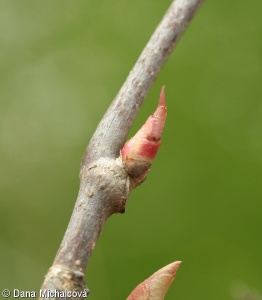Parthenocissus quinquefolia – loubinec pětilistý
