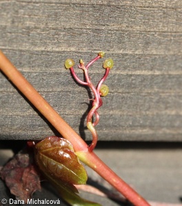 Parthenocissus tricuspidata – loubinec trojlaločný