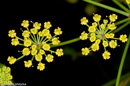 Pastinaca sativa &ndash; pastinák setý