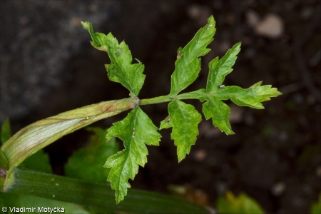 Pastinaca sativa &ndash; pastinák setý