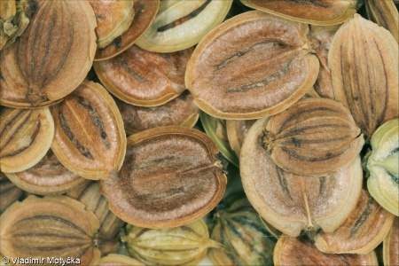 Pastinaca sativa &ndash; pastinák setý