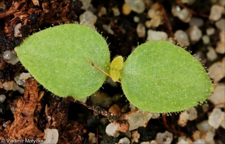 Paulownia tomentosa &ndash; pavlovnie plstnatá