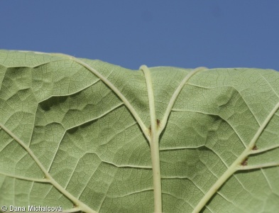Paulownia tomentosa – pavlovnie plstnatá